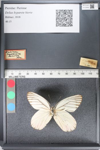Media type: image;   Entomology 129996